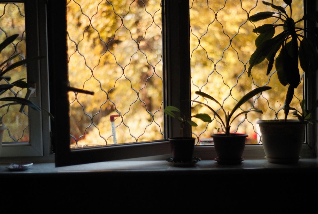 An open window with autumn foliage outside, three small potted plants on the sill and an outdoor thermometer hanging beyond the glass