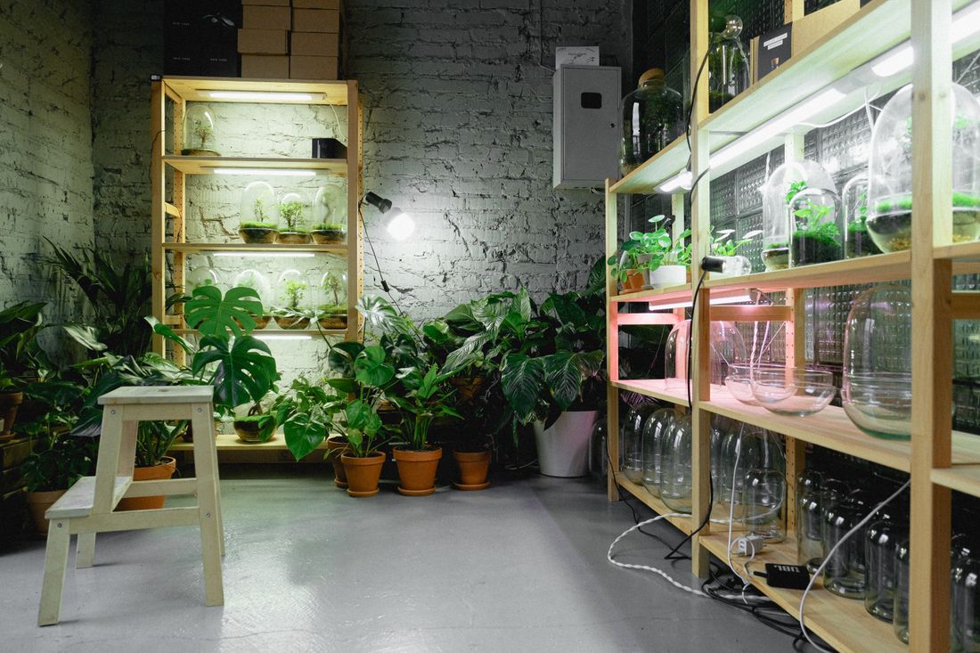 A windowless room with painted brick walls and a glass-block wall, holding shelves of plants and terrariums lit by LED bars, with more plants standing on the concrete floor