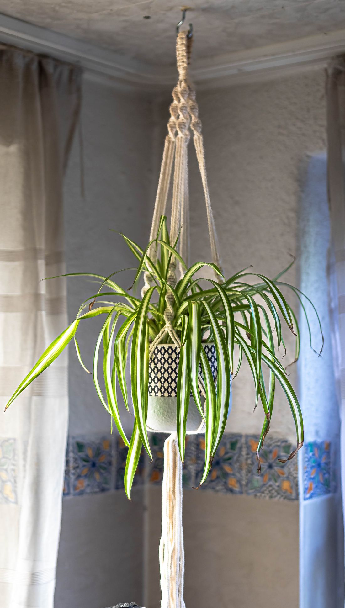 A variegated spider plant in a macramé hanger suspended from a ceiling hook between two curtained windows, several leaf tips browned