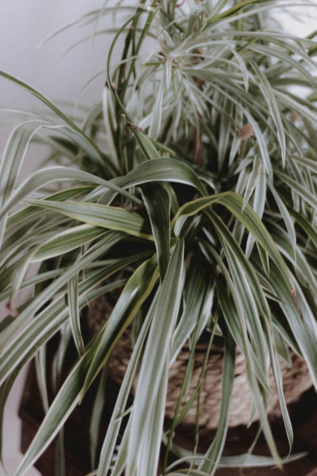 A dense spider plant in a woven basket seen from above, its arching variegated leaves filling the frame with several brown tips