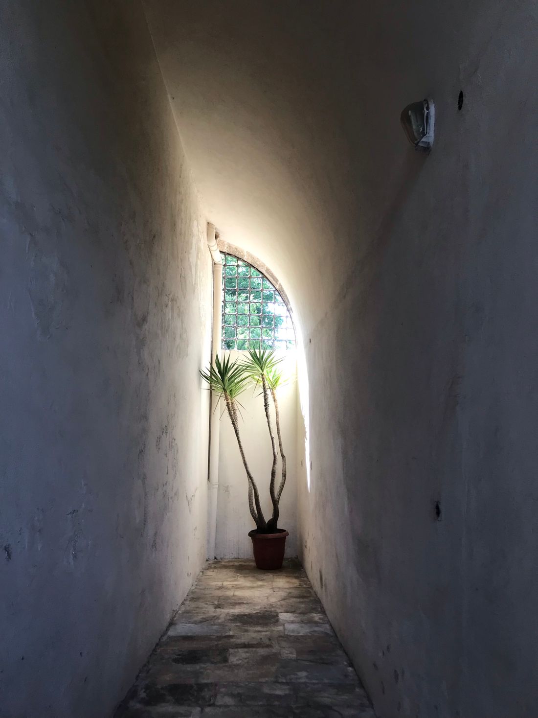 A narrow vaulted corridor with a single arched window at the far end and a tall dracaena in a terracotta pot standing right beneath it