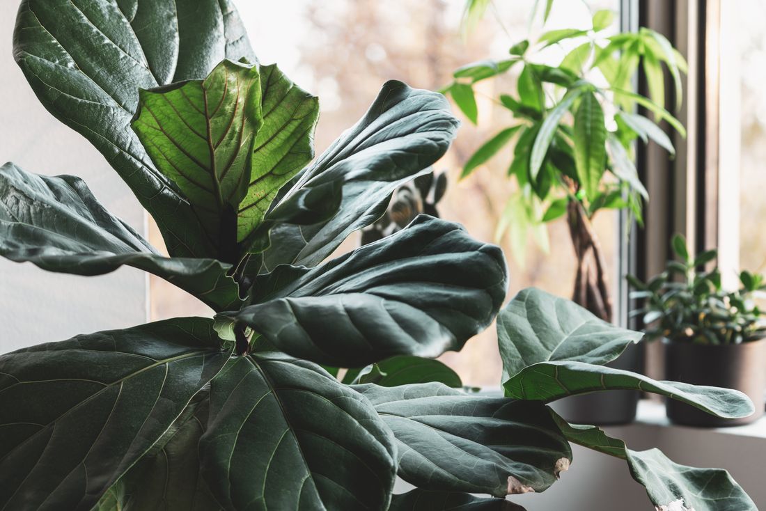A fiddle leaf fig in the foreground with two smaller plants on the windowsill behind it, the glass and bare trees beyond