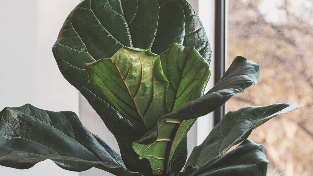 The same fiddle leaf fig seen wider, with the window frame and autumn trees outside visible beside it