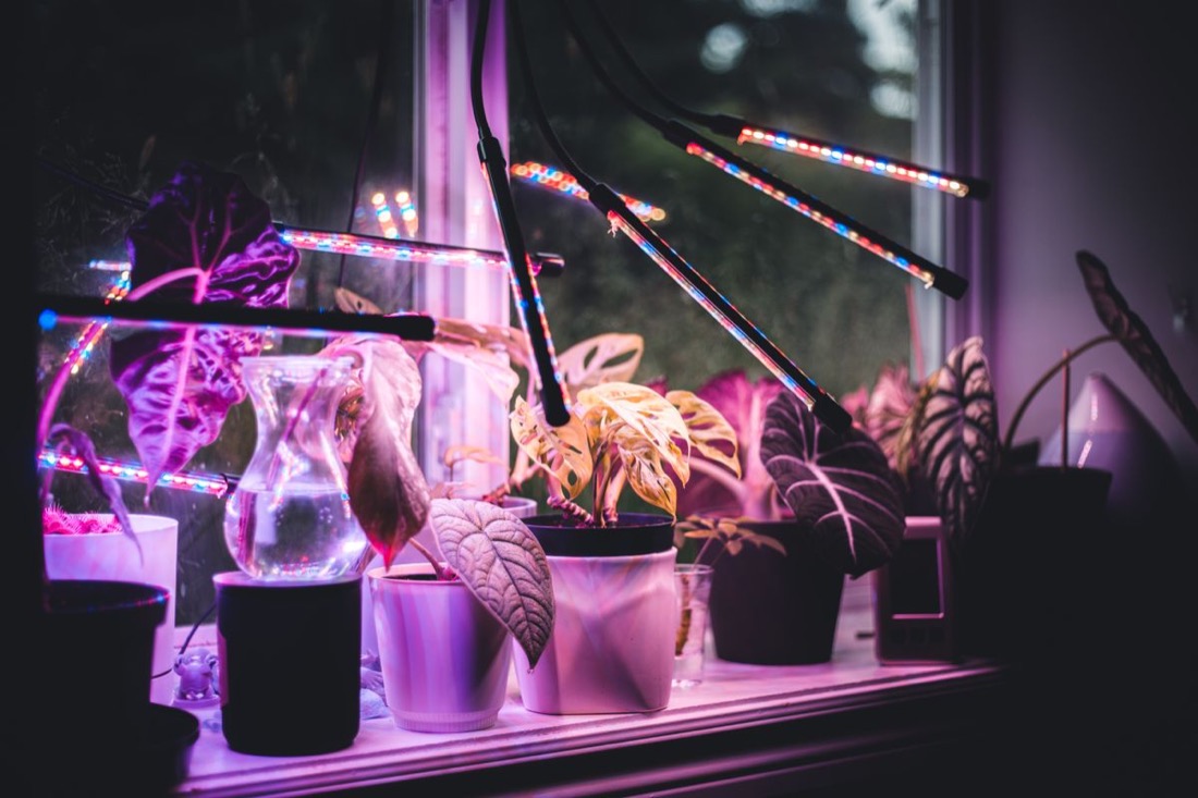 LED grow-light bars on flexible arms angled over a row of potted houseplants on a windowsill, casting pink and blue light