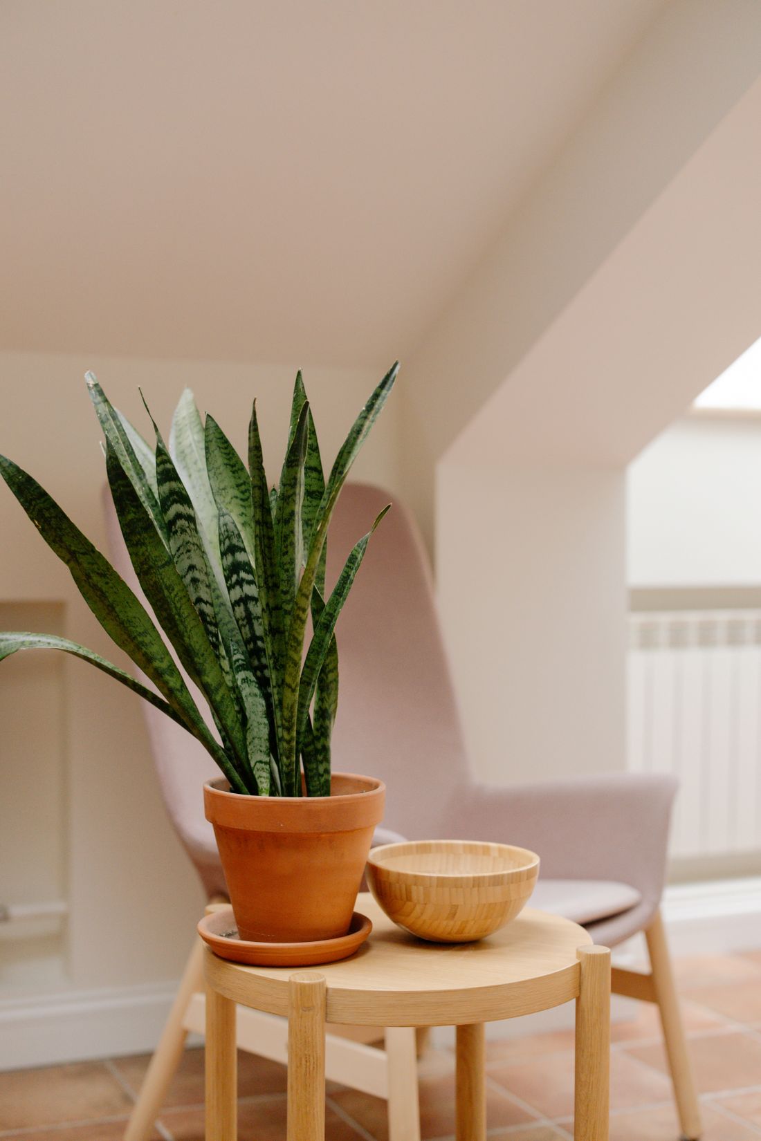 A snake plant in a terracotta pot on a small round stool in a pale attic room, an armchair behind it and a skylight several metres away