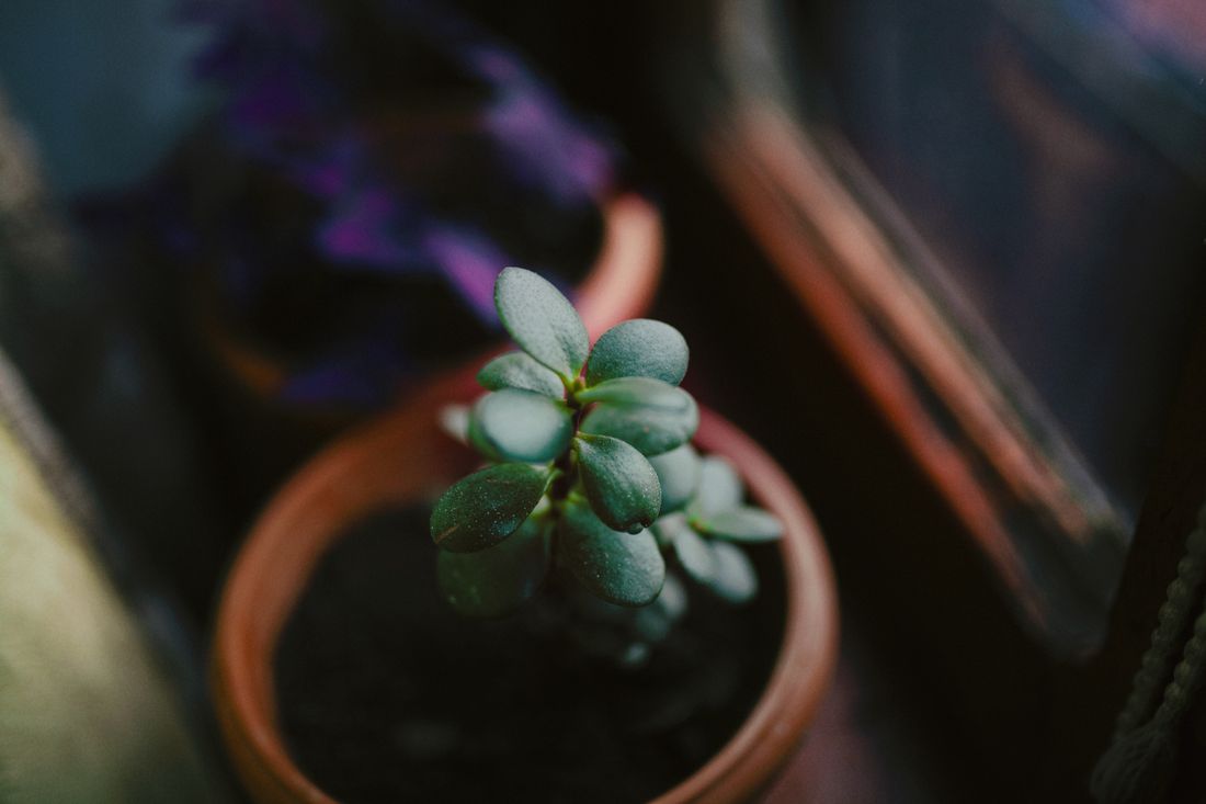 A close view of a succulent's thick leaves in a pot beside a window, lit from the side