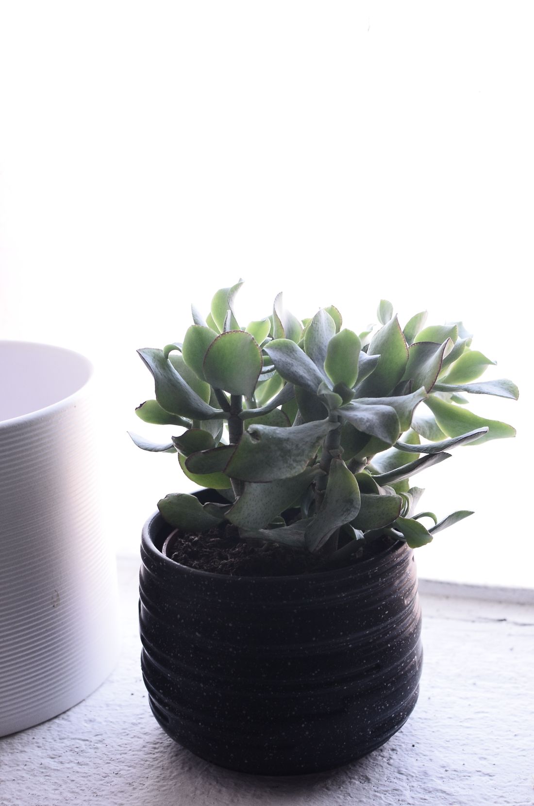 A compact jade plant in a dark pot on a windowsill against a bright window, its leaf edges rimmed in red