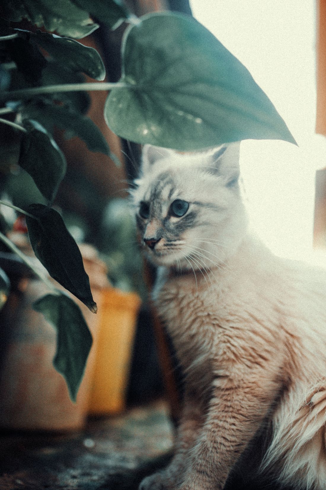 A pale long-haired cat sitting under the leaves of a houseplant on a shelf, with more pots behind it and a bright window to the right