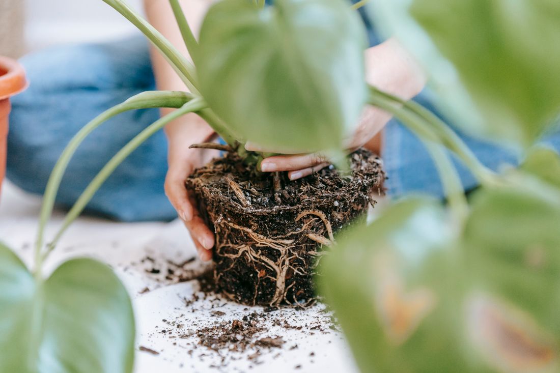 Two hands holding a plant out of its pot at floor level, the root ball keeping the pot's shape, an empty terracotta pot to one side