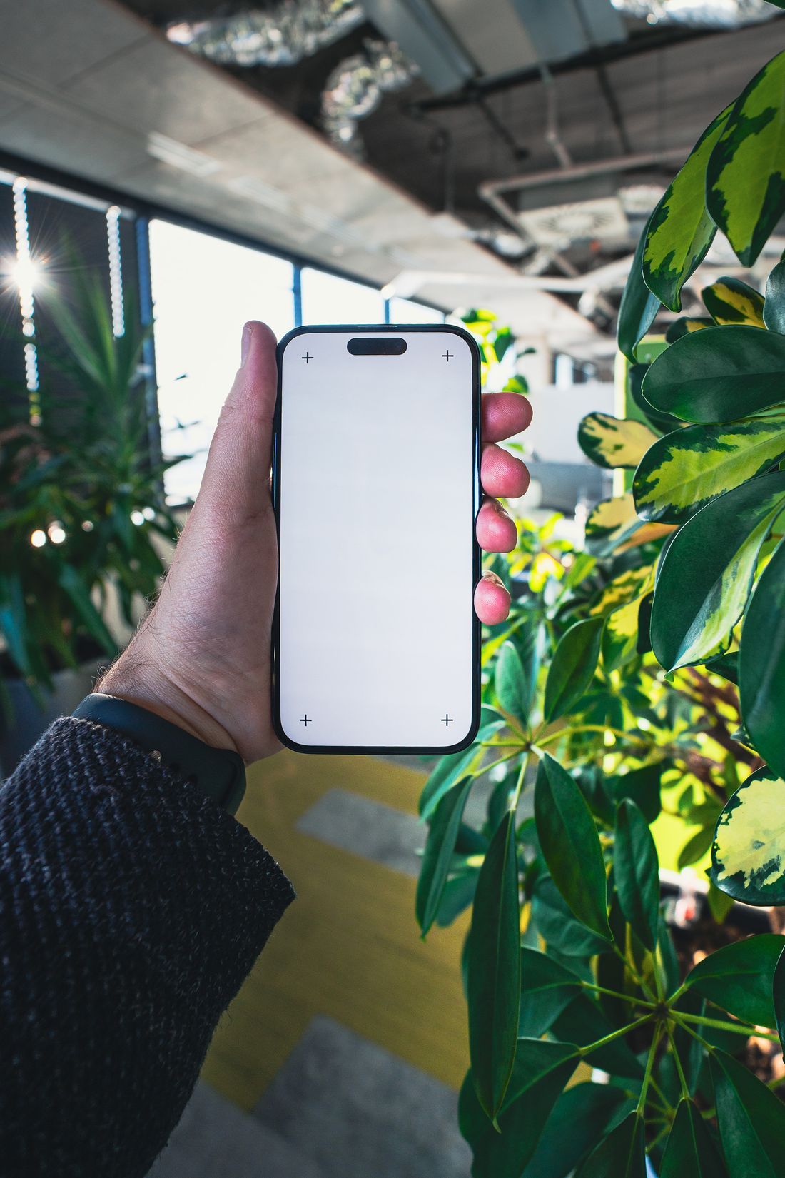 A hand holding a phone with a blank screen beside a large variegated schefflera in a bright glazed interior