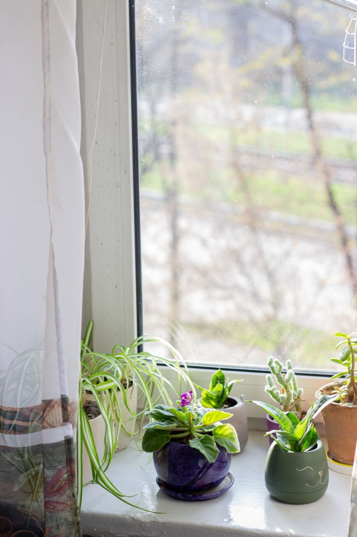 A bright windowsill crowded with an African violet, a spider plant, a snake plant, a small cactus and a jade, all sharing the same light
