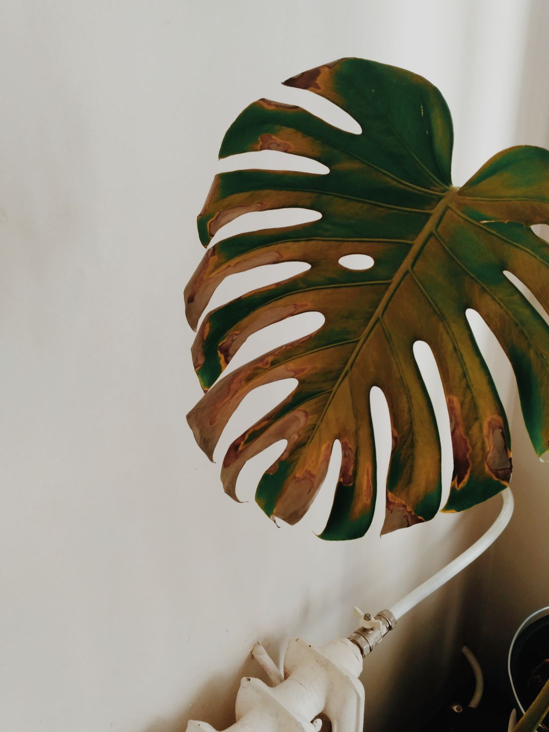A monstera leaf browning along every cut edge and at the tips, hanging directly above a white cast-iron radiator with its valve visible below