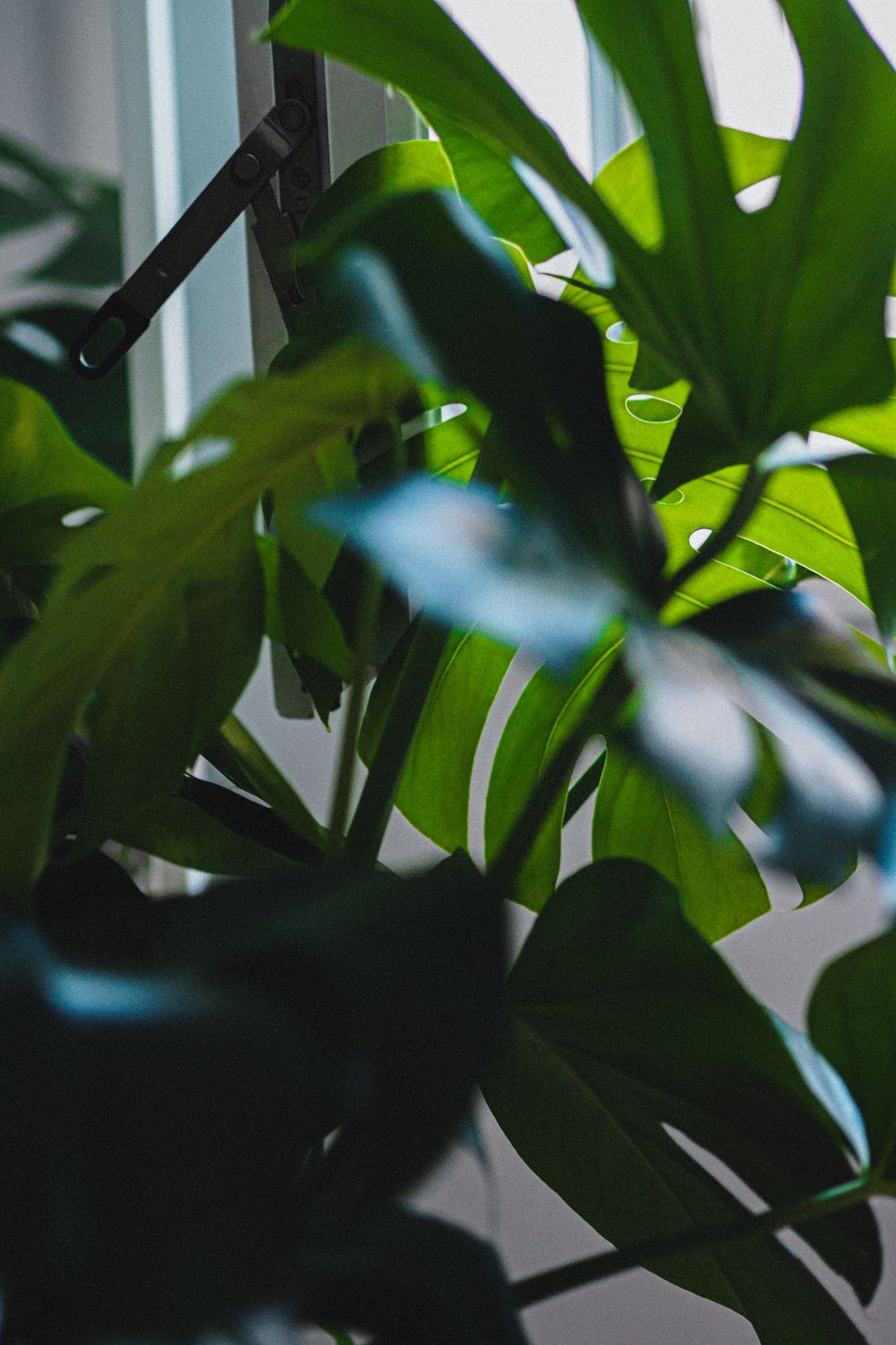 Dense monstera foliage against a bright window, some leaves deeply cut and others still whole