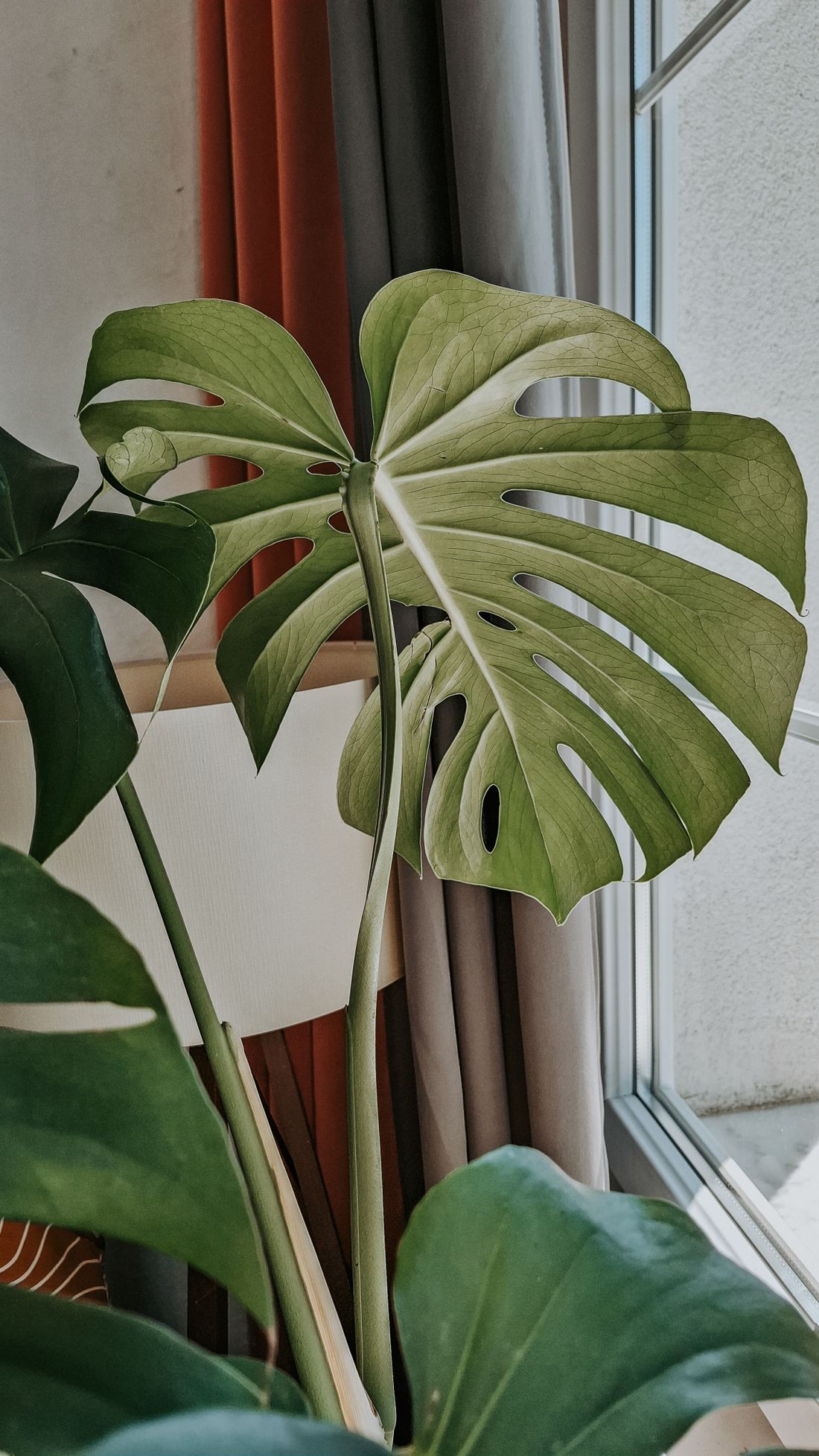 A large fenestrated monstera leaf beside a window, noticeably paler than the darker leaves below and behind it