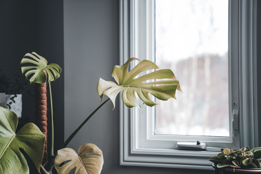 A monstera on a moss pole beside a window, one fenestrated leaf held out toward the glass, bare winter trees and snow visible outside