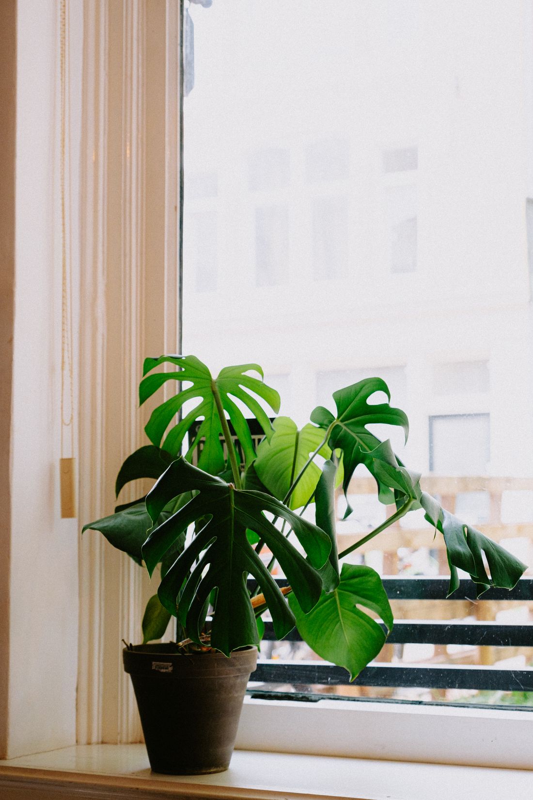 A monstera in a terracotta pot on a windowsill, the city outside blown out white by the light coming through the glass