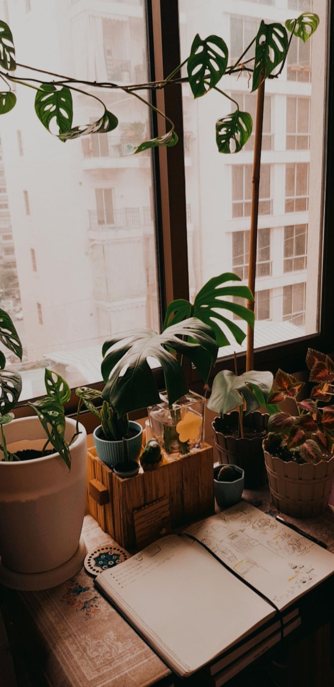 A monstera adansonii trained along a bamboo cane and reaching sideways across a bright window, with more plants and an open notebook on the sill below