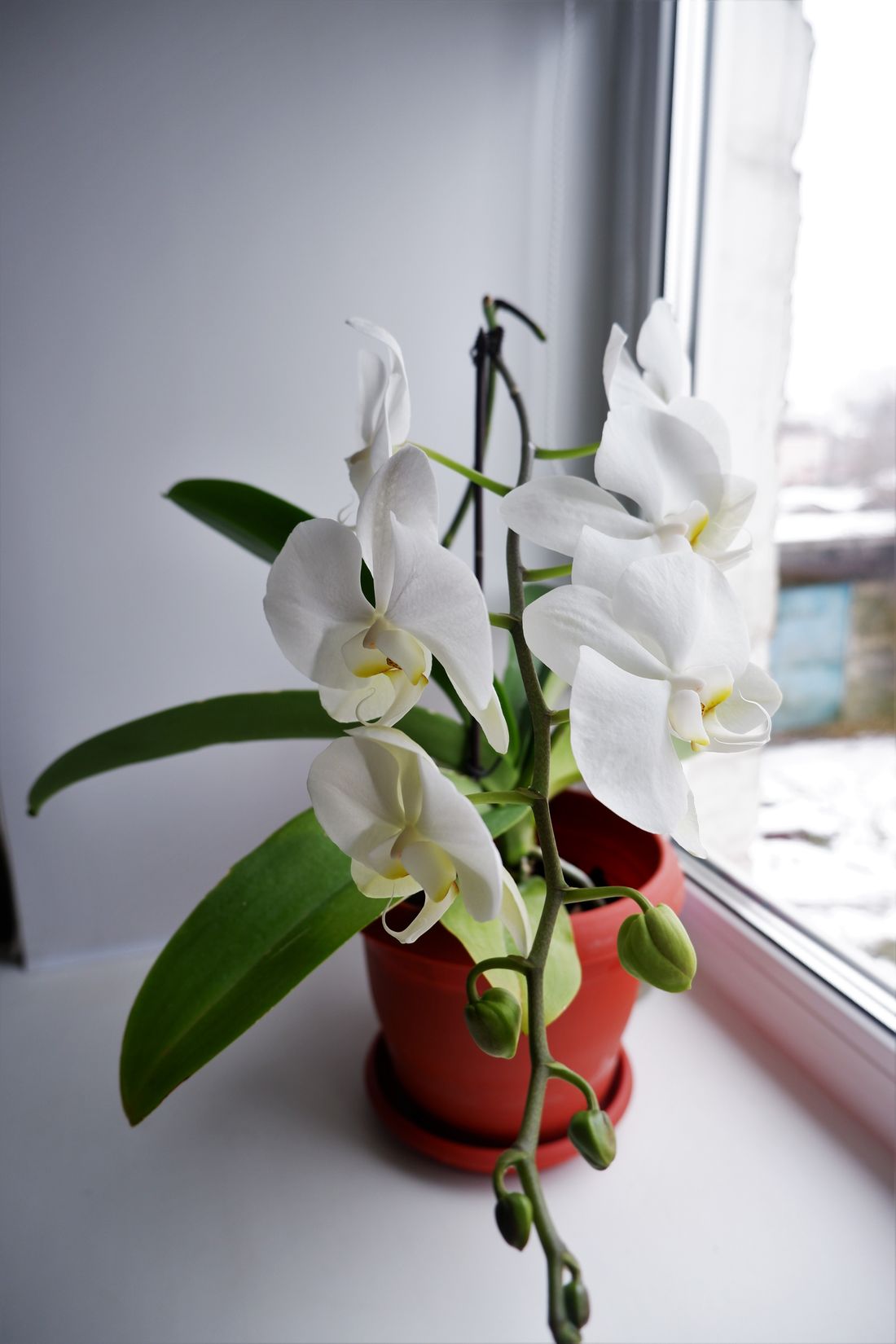 A white moth orchid in a red pot on a windowsill, its flowers open toward the room and buds still closed lower down the spike