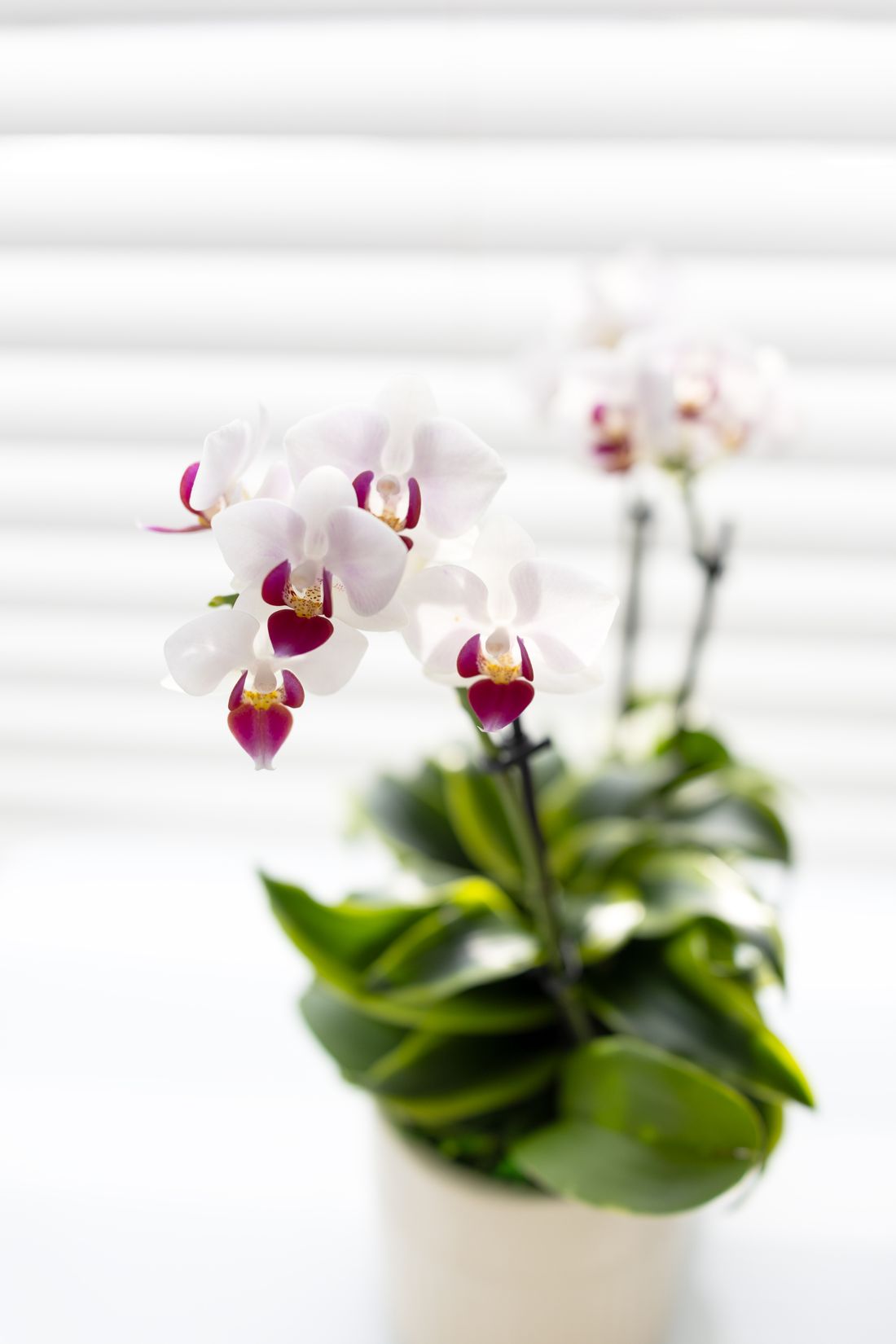 A pink and white moth orchid in front of a closed white venetian blind, its leaves fanned out below the flower spikes