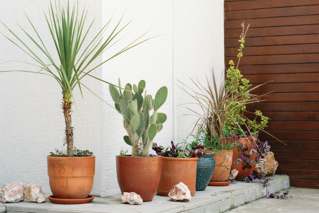 About a dozen potted foliage plants standing on a paved forecourt against a plain wall, all of them in open shade with no direct sun falling on them