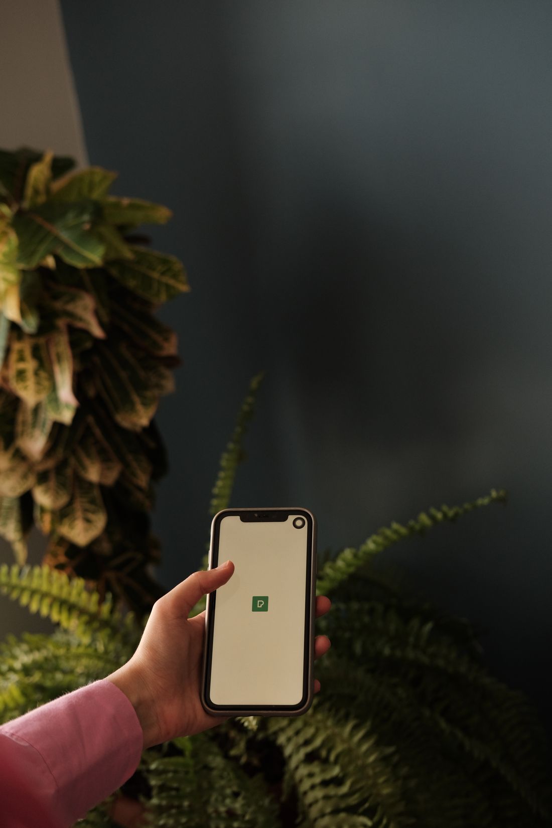 A hand holding a smartphone upright in front of dense green houseplant foliage, the screen showing a plant app interface