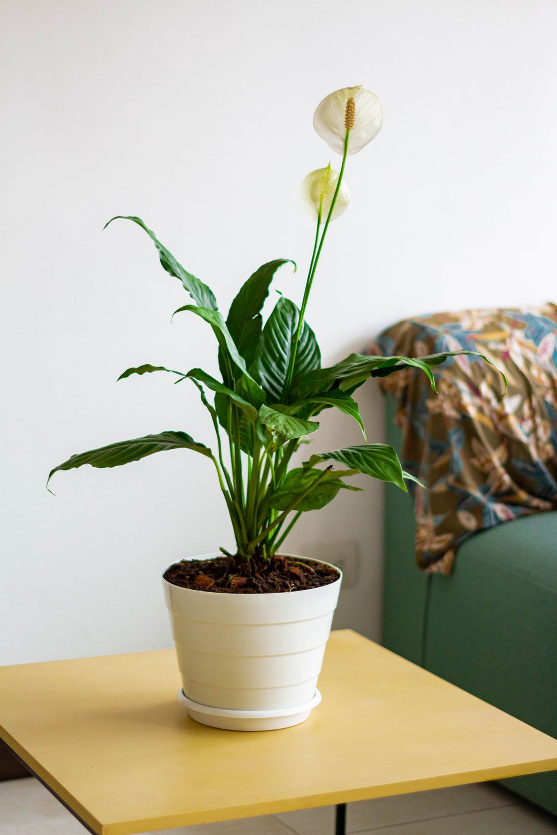 A flowering peace lily in a cream pot on a side table in a room, with no window in shot