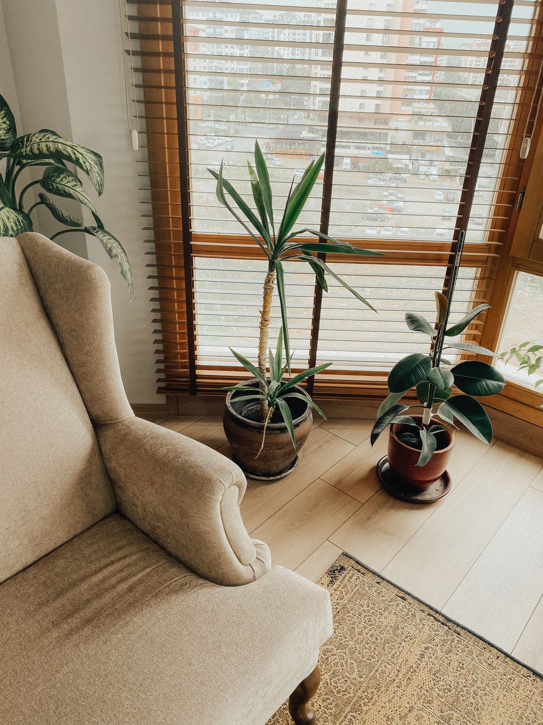 A yucca and a rubber plant standing directly against a large window fitted with wooden venetian blinds, a dieffenbachia further back in the corner
