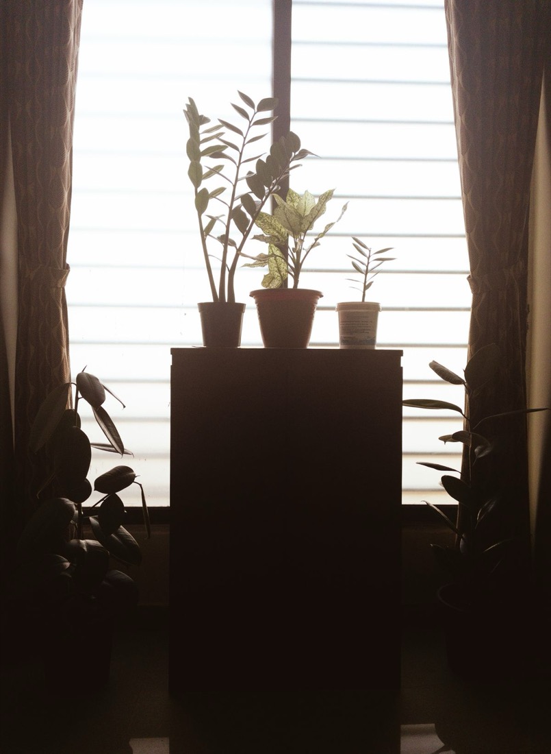 Three small potted plants on a stand pressed right against a bright window, with more plants below them in deep shadow