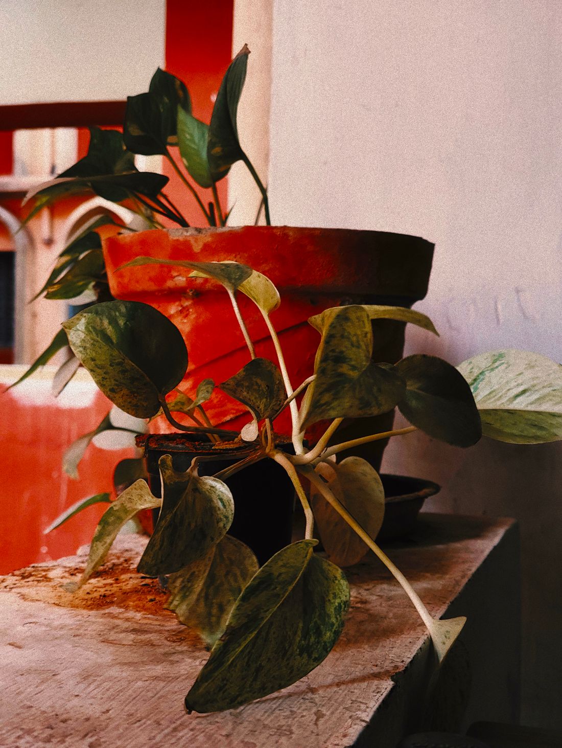 A heavily variegated pothos in a terracotta pot on a ledge in warm light, its leaves marbled pale green and cream