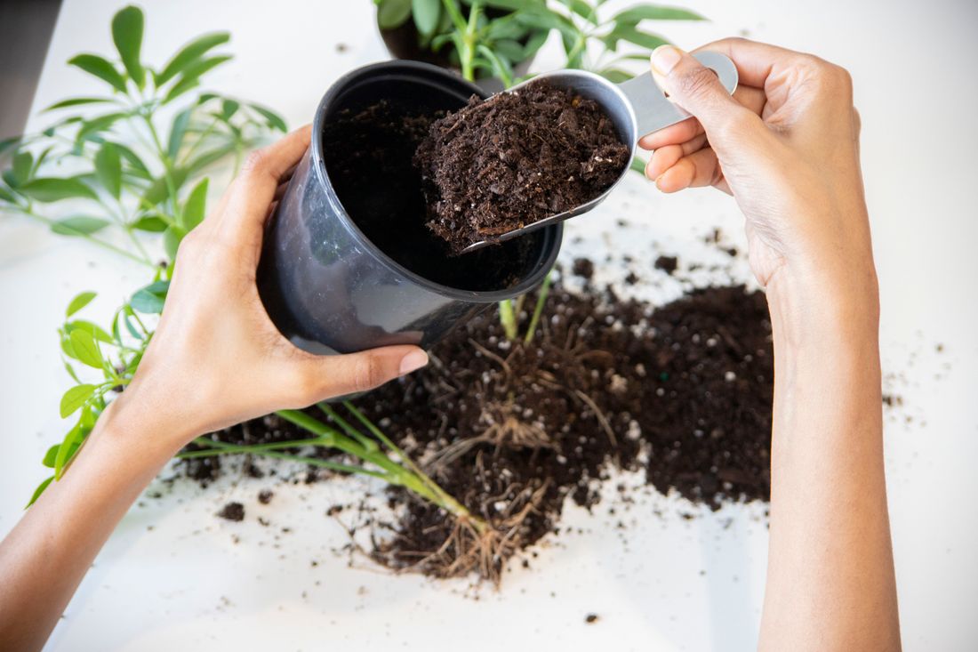 Overhead view of two hands firming dark potting mix into a white ceramic pot on a wooden table, with a small trowel and loose soil beside it