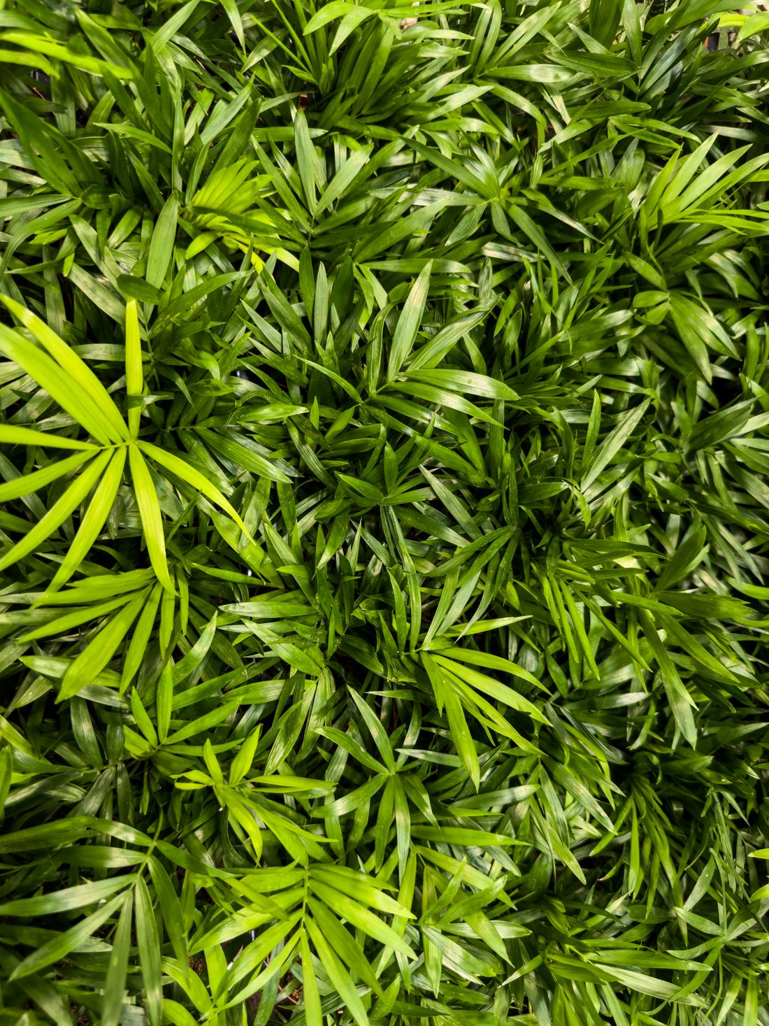 A dense mass of small parlor palms seen from above, their narrow fronds overlapping