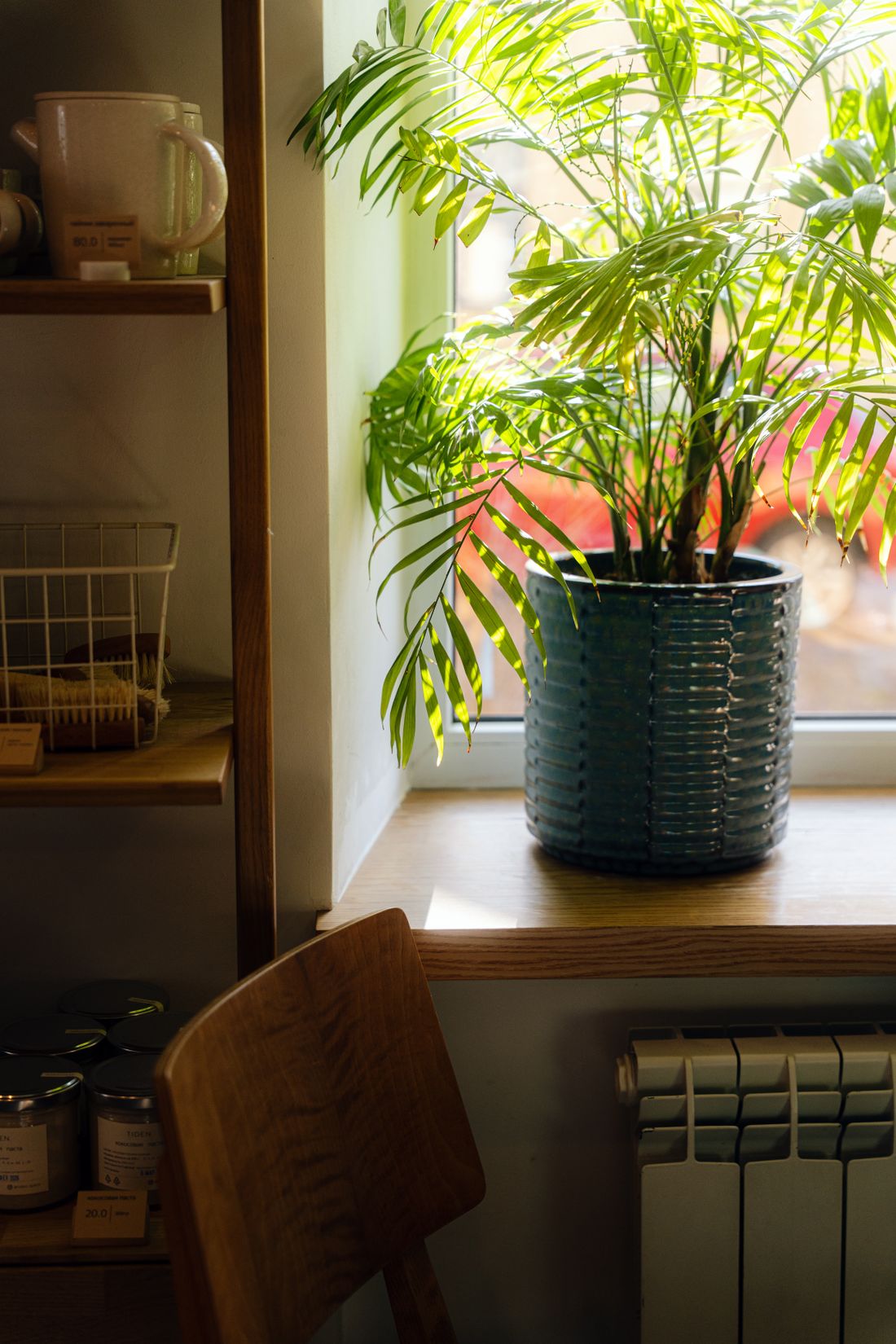 A parlor palm in a blue glazed pot on a bright windowsill, sunlight through its fronds, with a radiator directly below the sill