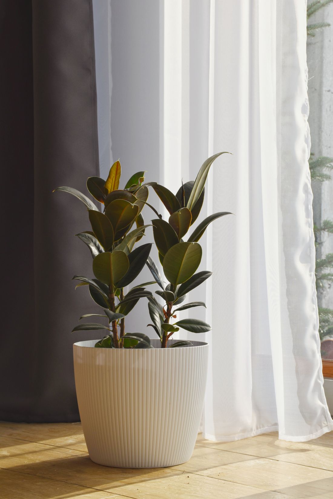 A young rubber plant in a white ribbed pot standing on a wooden floor beside a sheer white curtain, sunlight lying across the boards