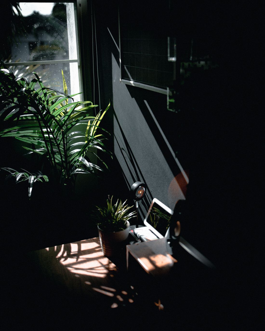 A palm in full light at a window, and a small potted plant on a desk further into the same room, lit only by a patch of reflected sun