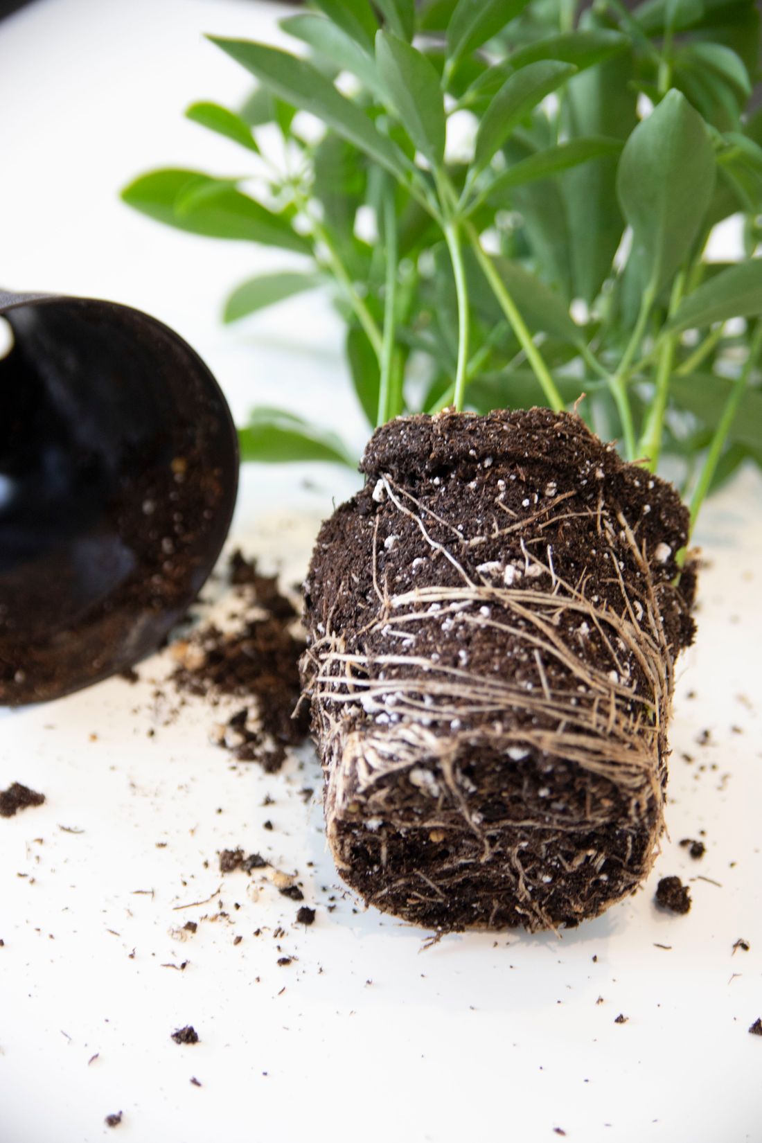 A schefflera lifted clear of its plastic nursery pot, pale roots wrapped in rings around the outside of the root ball