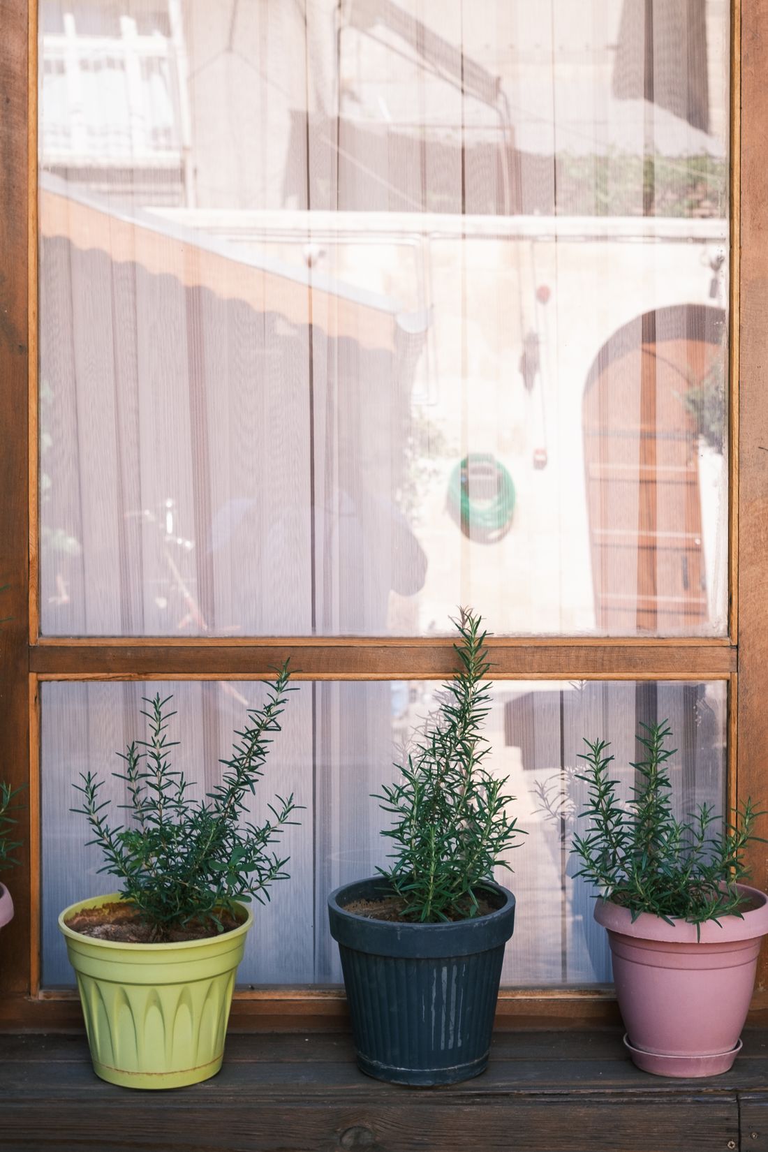 Three potted rosemary plants standing on a wooden ledge on the outdoor side of a window, a courtyard reflected in the glass behind them
