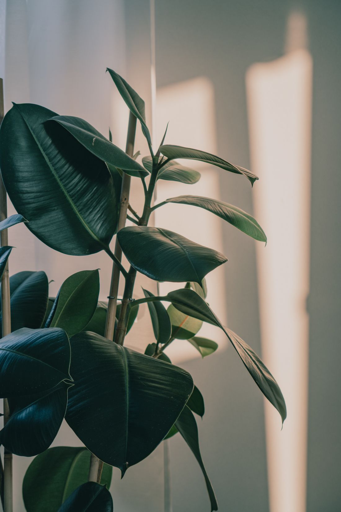 A rubber plant with dark glossy leaves standing beside a window, with a bright hard-edged patch of sunlight falling on the wall next to it rather than on the plant