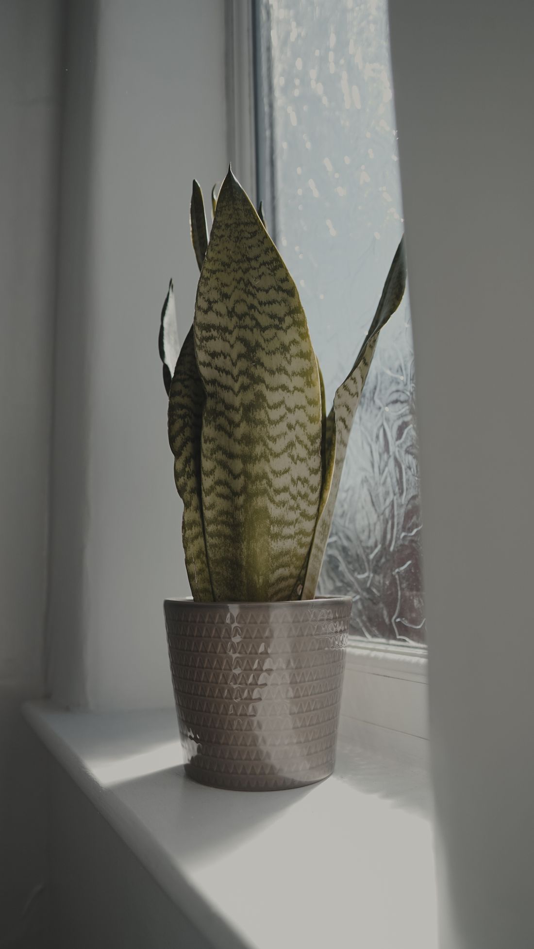 A snake plant in a pale ceramic pot on a windowsill beside a pane of obscured, textured glass, in soft even light