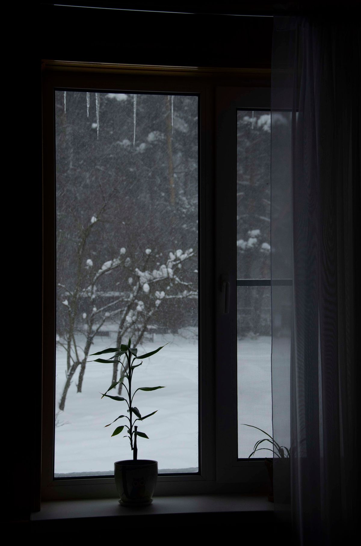 A single potted plant on a windowsill in a dim room, with snow falling and icicles hanging outside the glass, and a second casement beside it