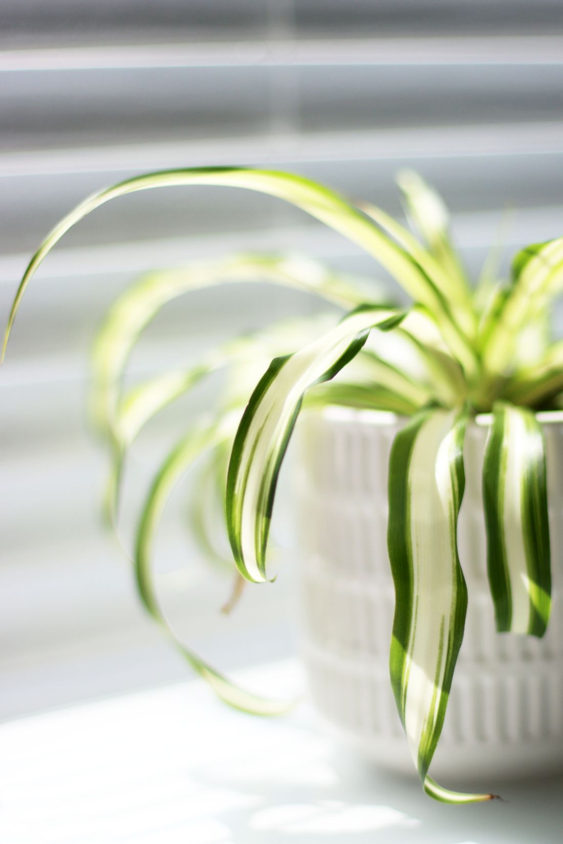 A variegated spider plant in a white pot on a sunlit windowsill, its arching leaves lit from behind by light through venetian blinds