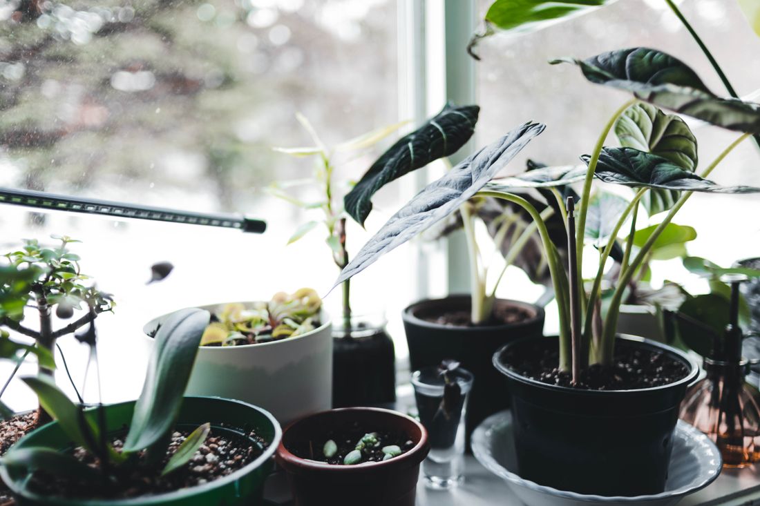 A crowded windowsill of small plants against a bright overcast window, with a grow-light bar mounted along the frame above them