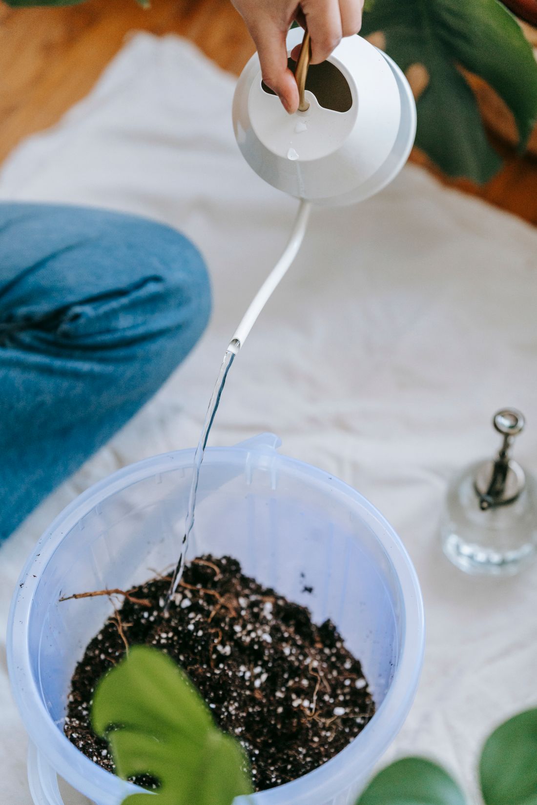 A narrow-spouted watering can pouring a thin stream onto the surface of a pot of dark potting mix, roots visible at the surface