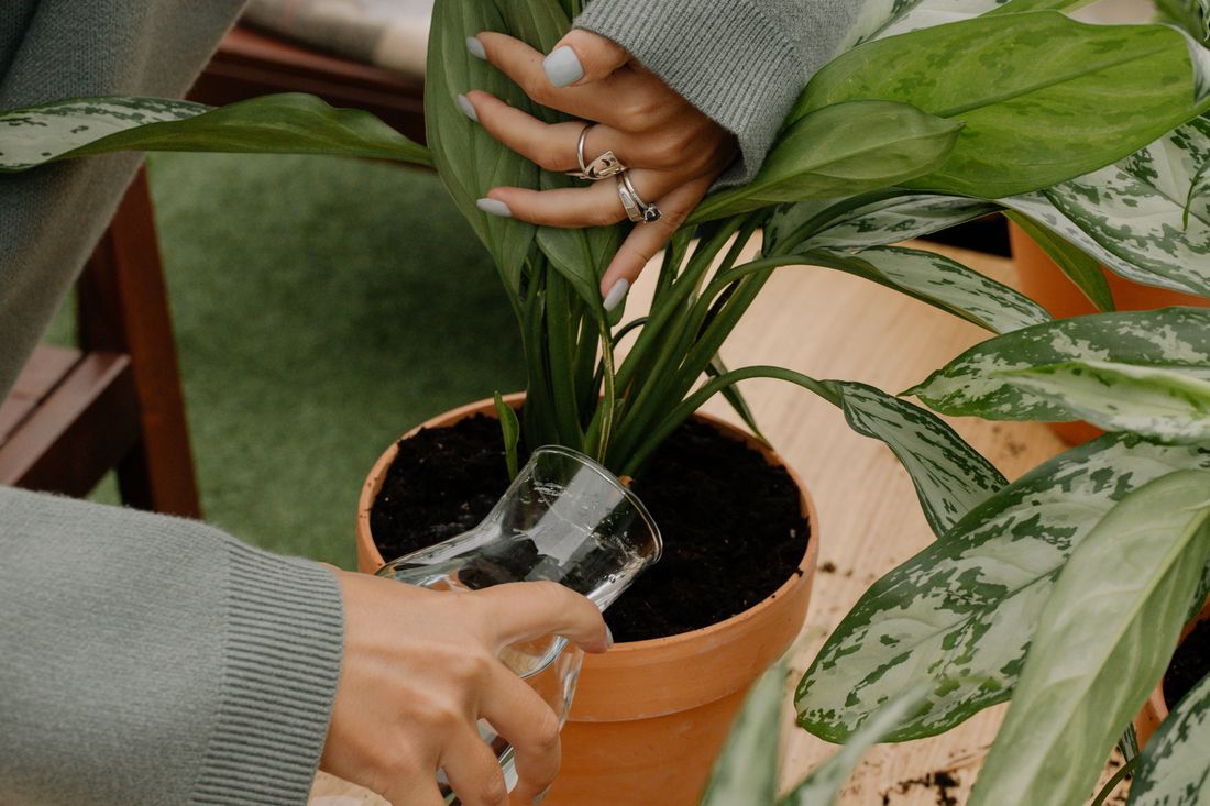Two hands over a terracotta pot of Chinese evergreen, one holding the leaves aside and the other tipping water from a glass jug onto the soil