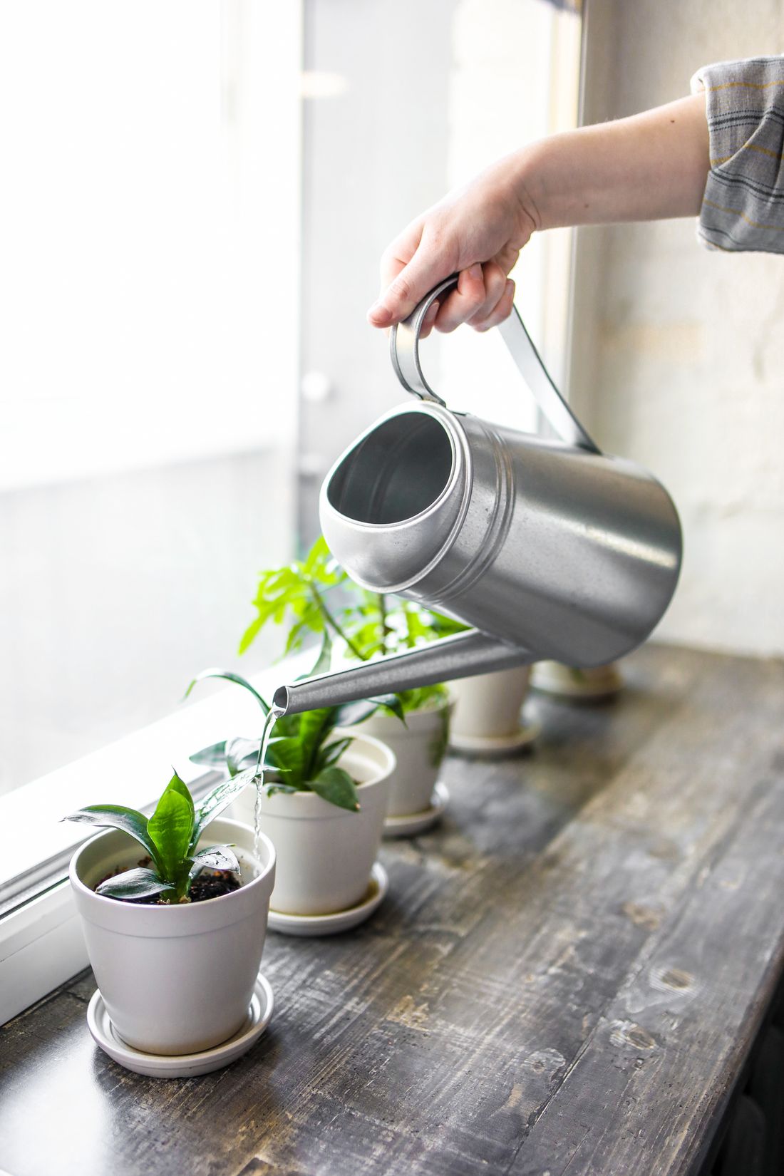 A hand tipping a metal watering can over the first of a row of small potted plants standing along a windowsill