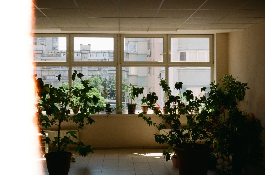 A wide bank of windows in a tiled room with a row of small pots along the sill and two large plants on the floor, sun striking the tiles