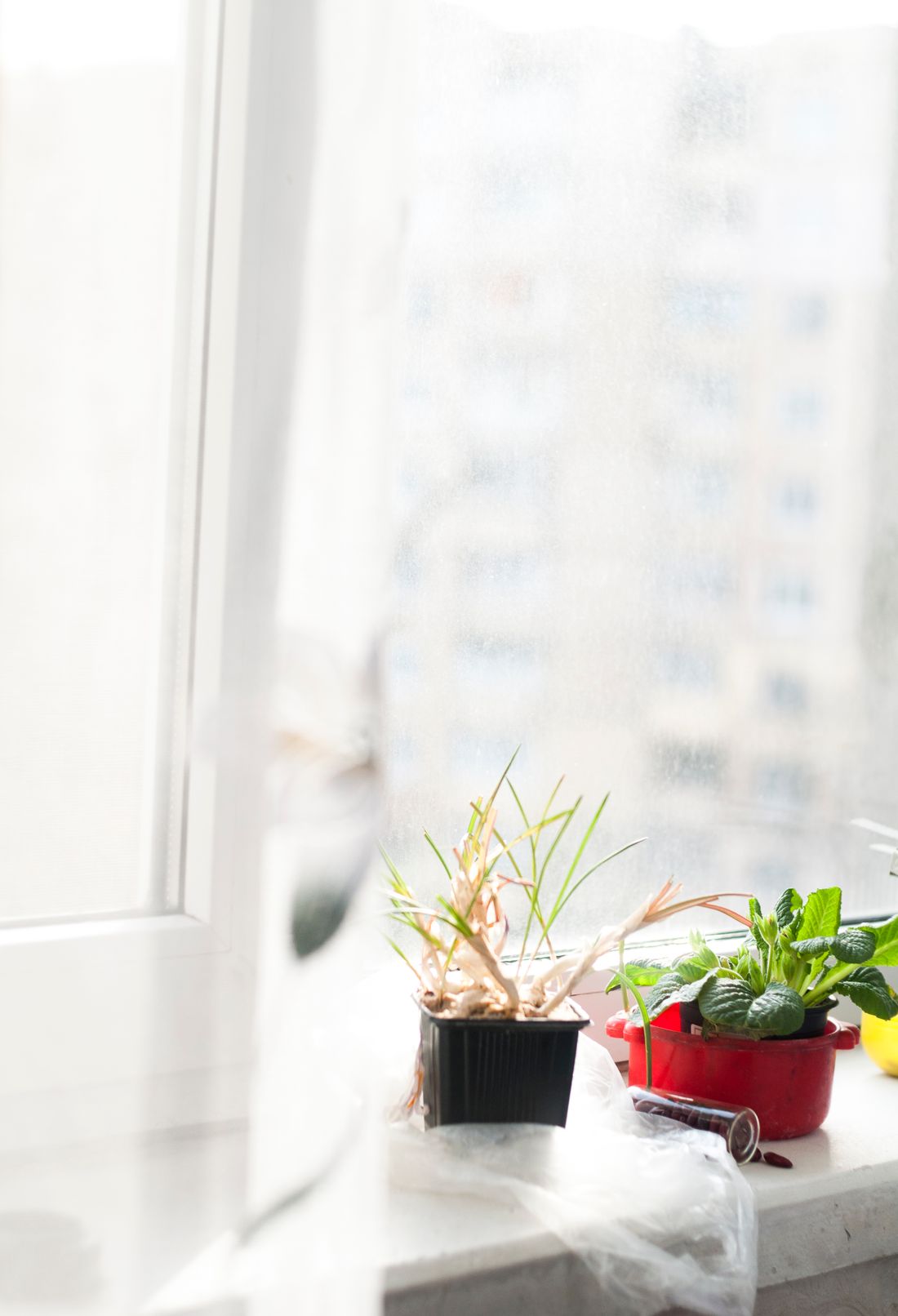 Two small pots on a bright windowsill behind a net curtain, the block opposite washed out by low morning light
