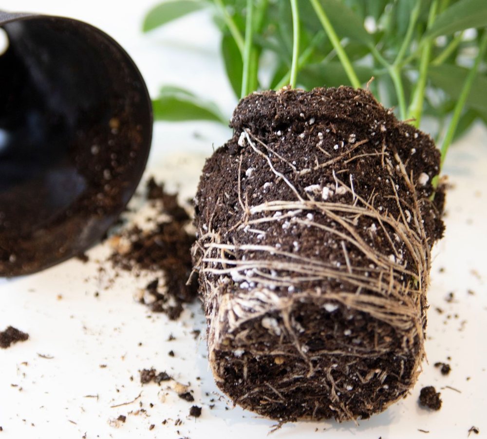 A plant lifted out of its nursery pot. The root ball has kept the pot's cylindrical shape and pale roots run horizontally around its outside. The empty black pot lies beside it.