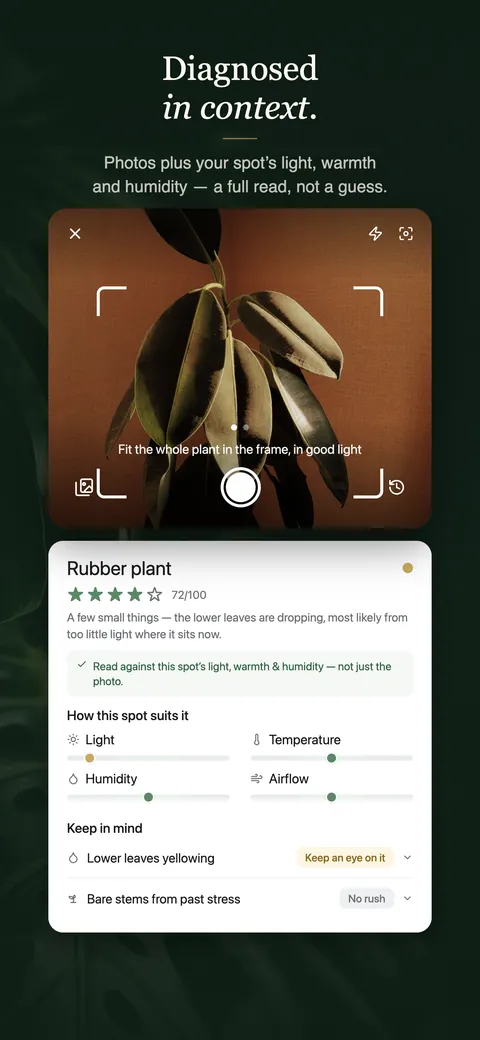 A diagnosis for a rubber plant at 72 out of 100: dropping lower leaves read against the spot’s light, warmth and humidity, with two things flagged to keep an eye on