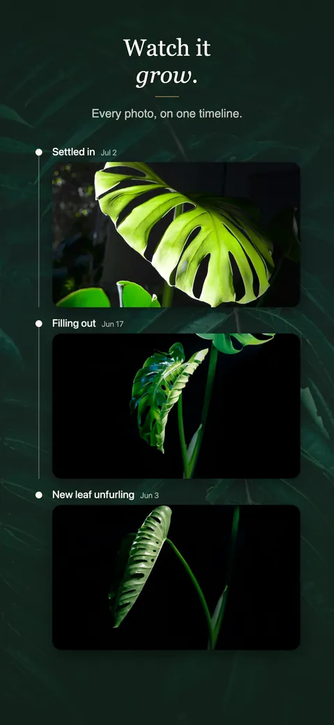 One plant’s photos on a single timeline, from a new leaf unfurling on 3 June to settled in on 2 July